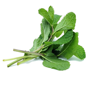 新鲜薄荷叶250g 留兰香薄荷 酒吧莫吉托调酒食用香料 泡水烘焙用