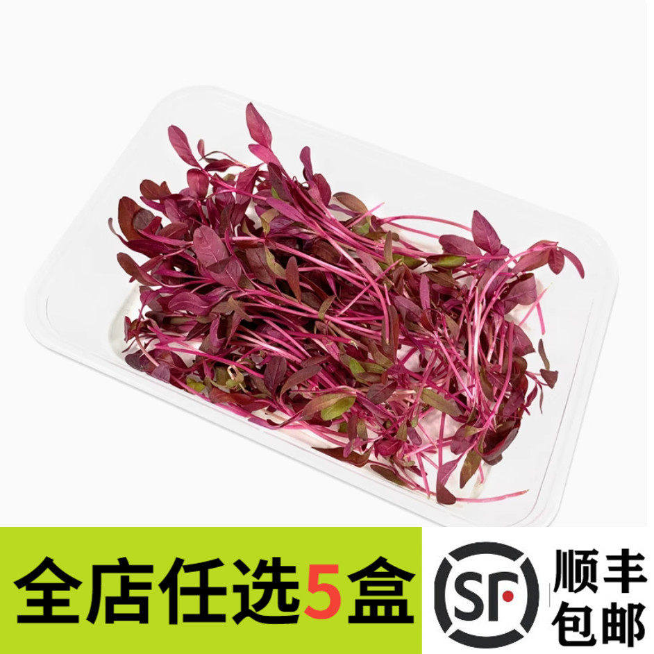 新鲜蔬菜 火红苗15g 安曼红苗 斯卡纳苗食用芽苗菜 西餐摆盘装饰