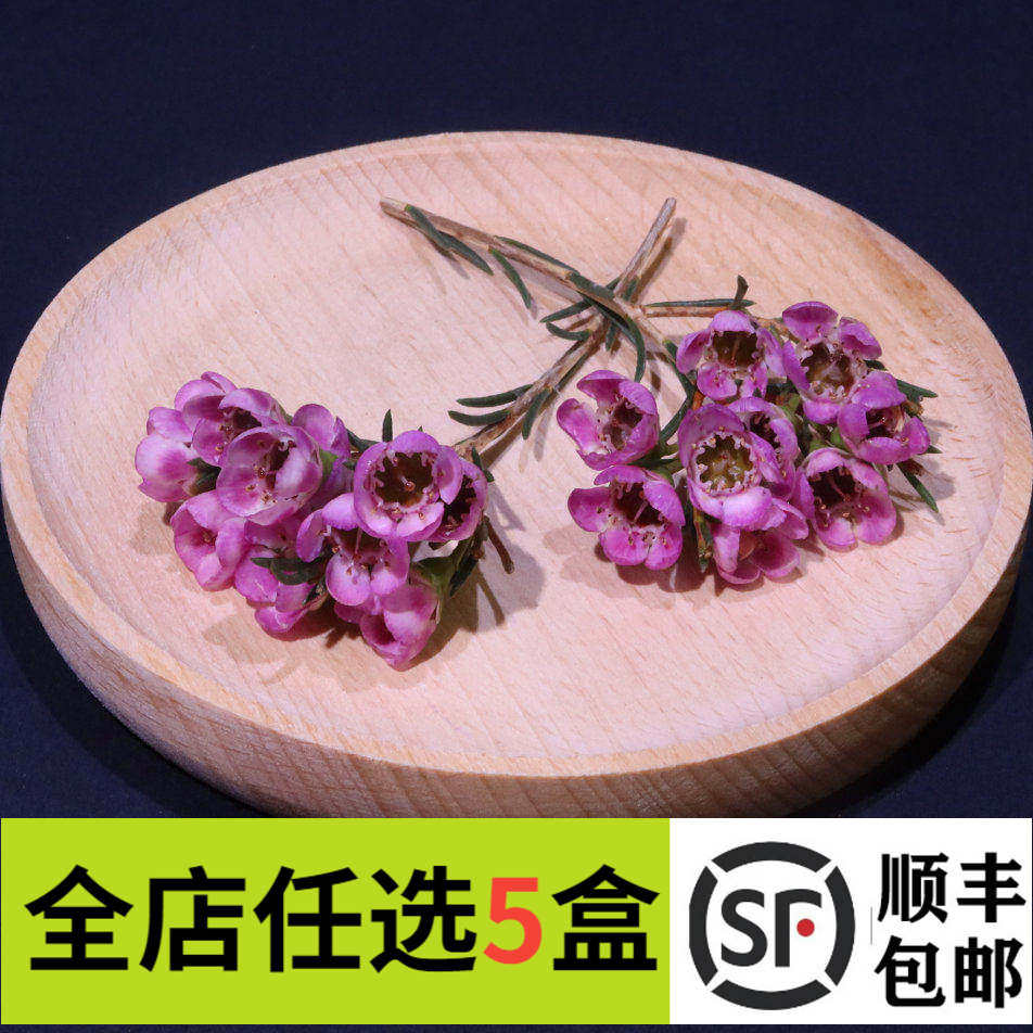 新鲜 澳梅40朵 腊梅 傲梅 梅花日料酒店西餐摆盘装饰冷盘点缀花草