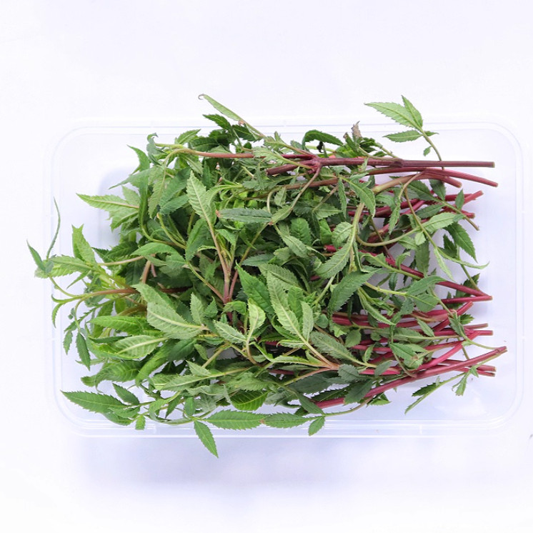 新鲜芳香万寿菊枝条叶片可食用百香果味鲜叶花卉香叶泡水香草