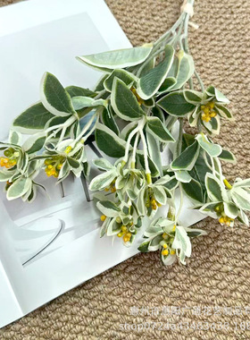 高档仿真绿植鸣子叶把束插花配草清新白绿色银边翠叶软装清新摆花