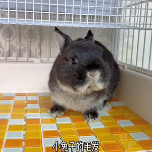 侏儒兔子专用降温板夏季防中暑神器冰垫冰窝宠物用品大全凉席板