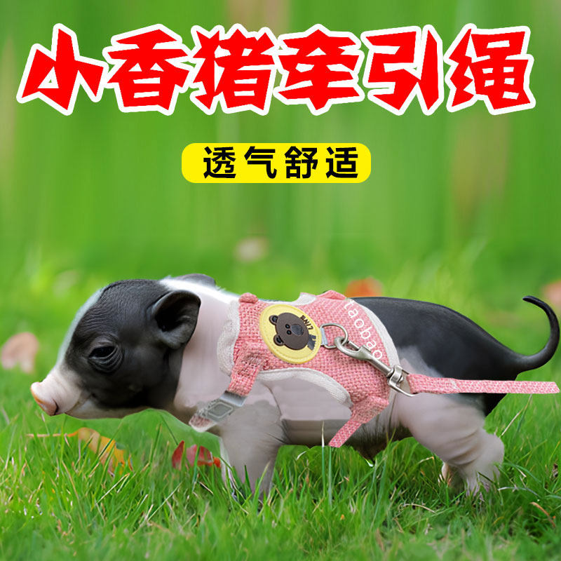 小香猪牵引绳背心式宠物猪猪透气背带宠物兔遛猪猪绳链宠物用品,宠物/宠物食品及用品,狗牵引绳,淘宝优惠券,粉丝福利购,淘宝优惠卷