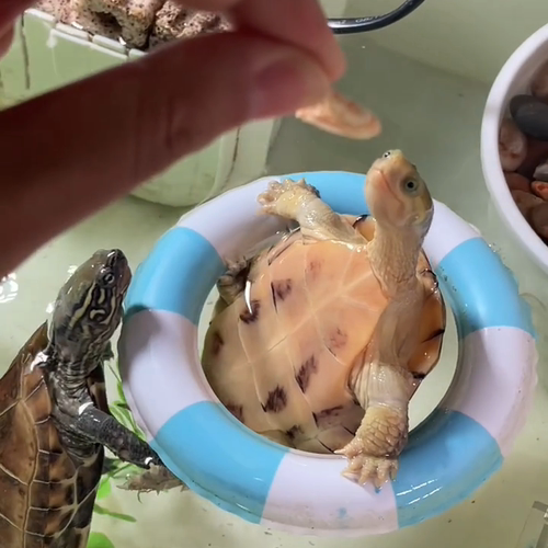 乌龟游泳圈躲避屋抖音网红同款