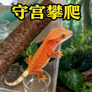 守宫攀爬棍睫角豹纹肥尾瘤尾巨人饲养箱造景木棍树栖爬宠棍用品
