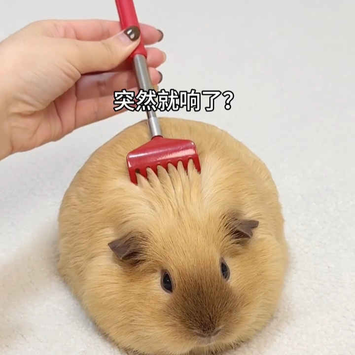 仓鼠痒痒挠按摩互动抓痒撸鼠神器长把可伸缩梳子梳毛刷龙猫兔子