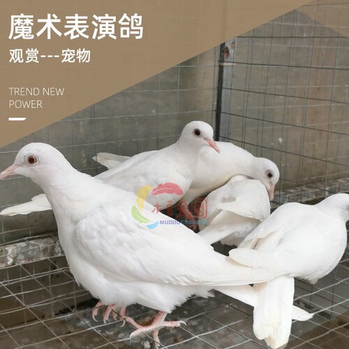 白灰魔术鸽子观赏鸟活物活苗活体