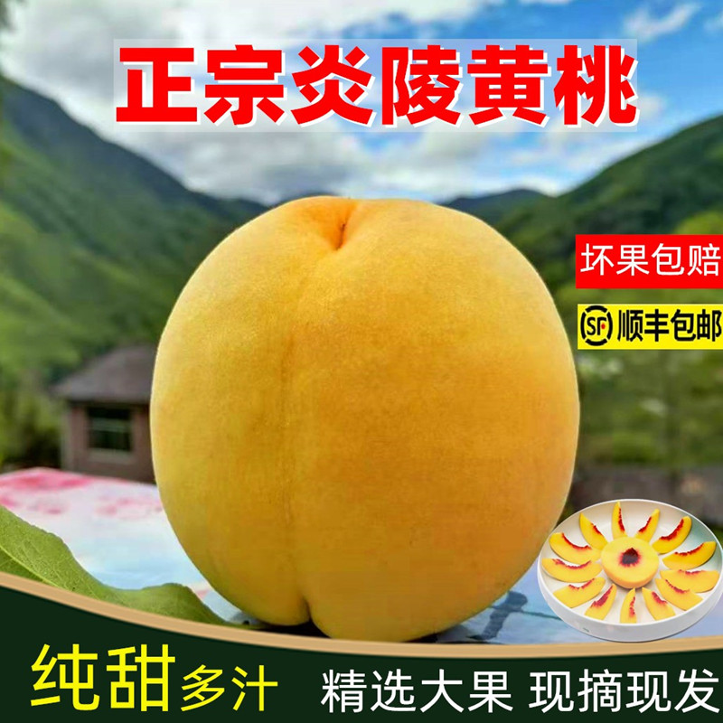 正宗炎陵黄桃果园直销纯甜多汁