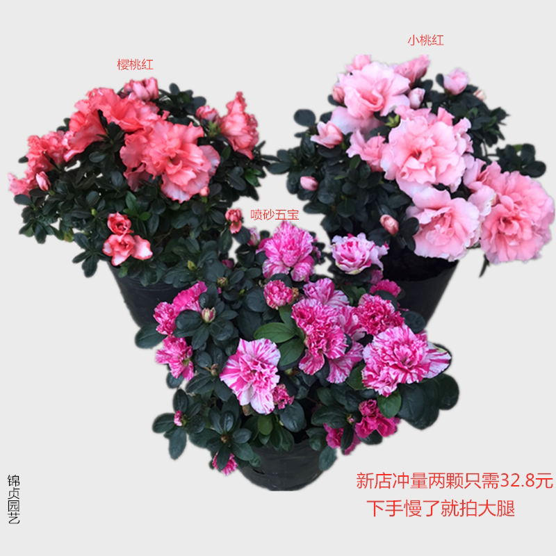 喷砂杜鹃花比利时西洋花盆栽树苗室内外庭院阳台四季开花植物带苞
