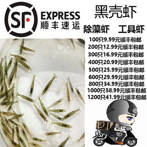 黑壳虾工具虾除藻虾顺丰包邮草虾