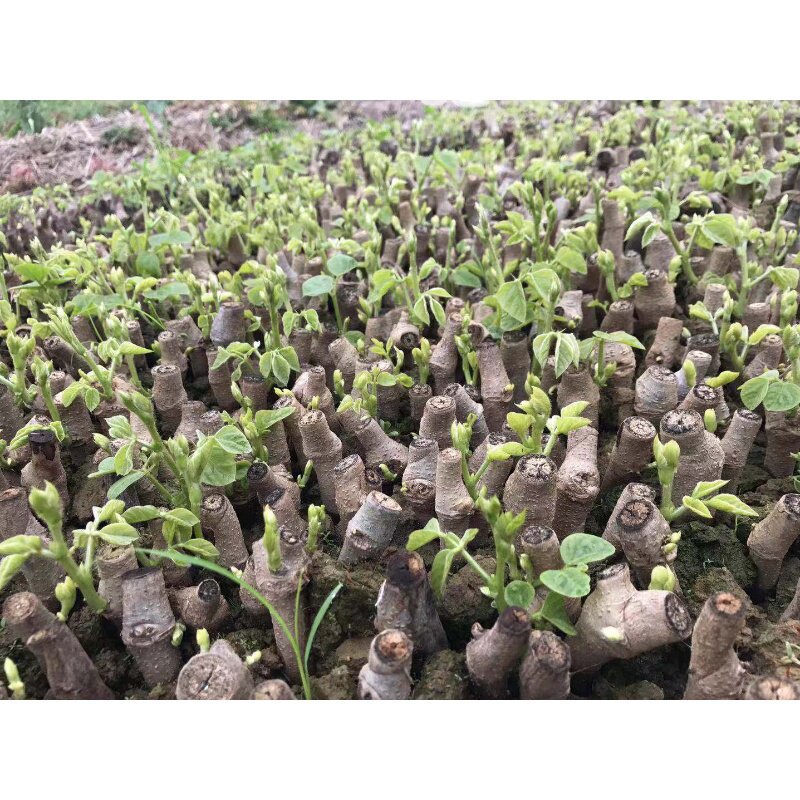 无渣粉葛苗包邮葛根苗绿化苗高产葛根种植苗甜葛苗粉葛种苗