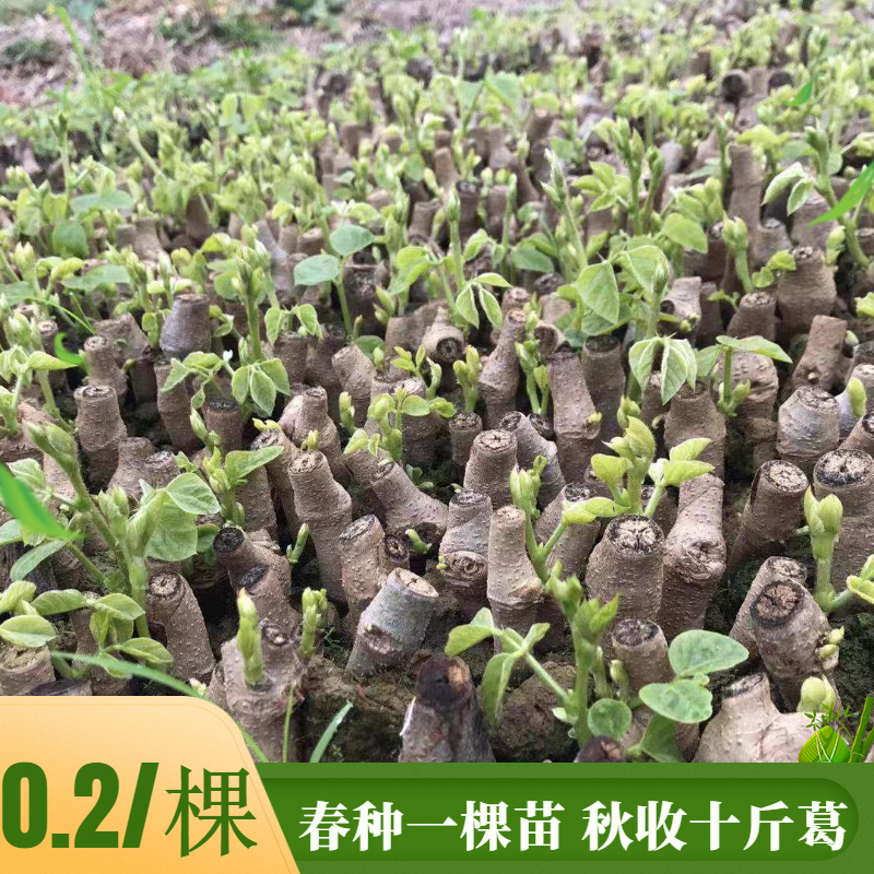 粉葛根苗葛根种植苗包邮无渣粉葛苗优质粉葛种苗高产葛根苗绿化苗