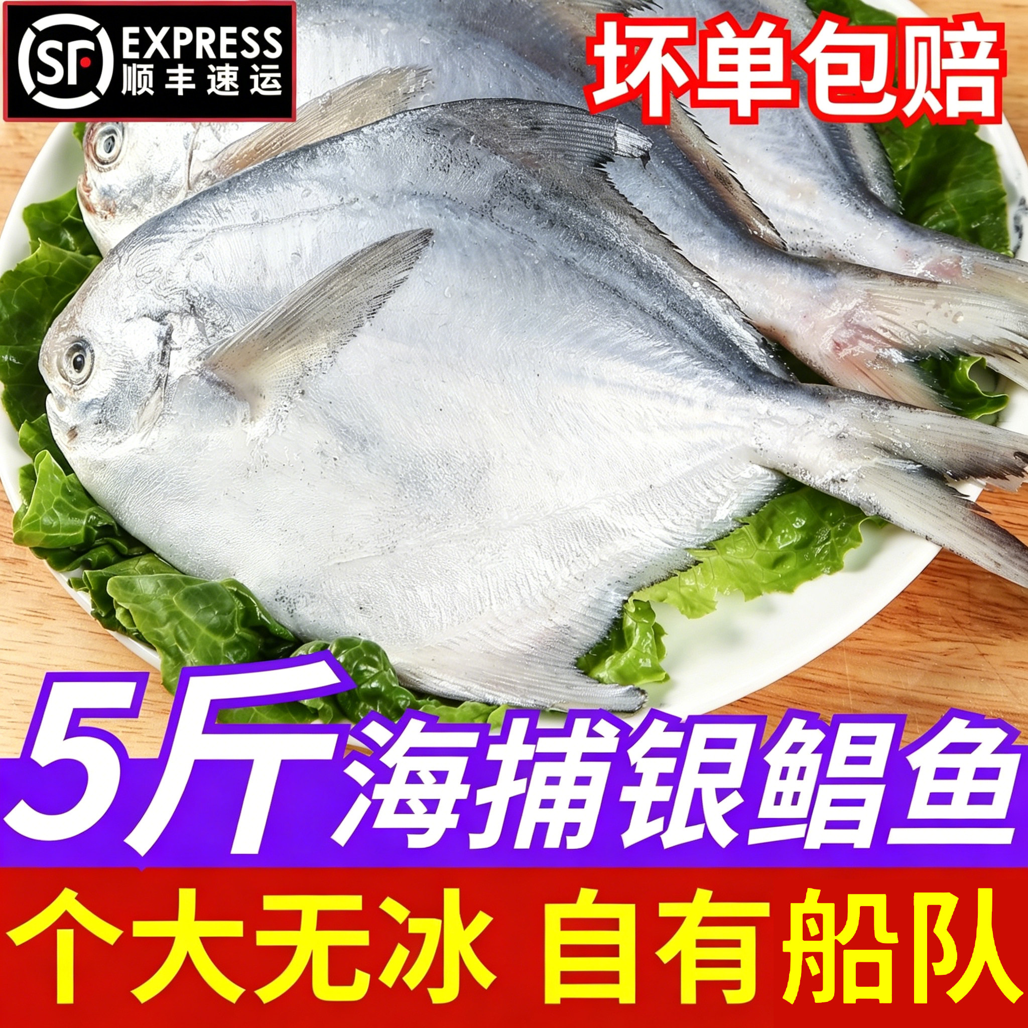 舟山野生鲳鱼新鲜冷冻东海海捕大白鲳鱼海鲜银鲳鱼顺丰冷链包邮