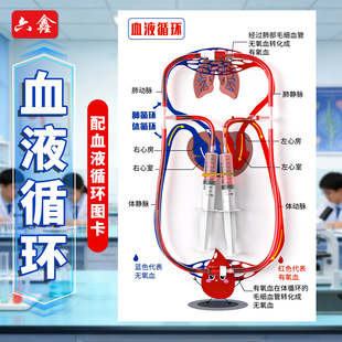 血液循环模型教具DIY人体血液循环小学生科学实验儿童认识人体器官初中生物小学生医学实验器材