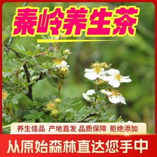 佛坪特产高山养生茶观音茶泡水喝养生茶茶婆子华西银腊梅50g