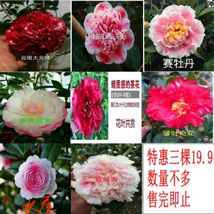 名贵花卉稀有品种茶花树苗盆栽红叶贝拉云斑大元帅庭院别墅绿植物