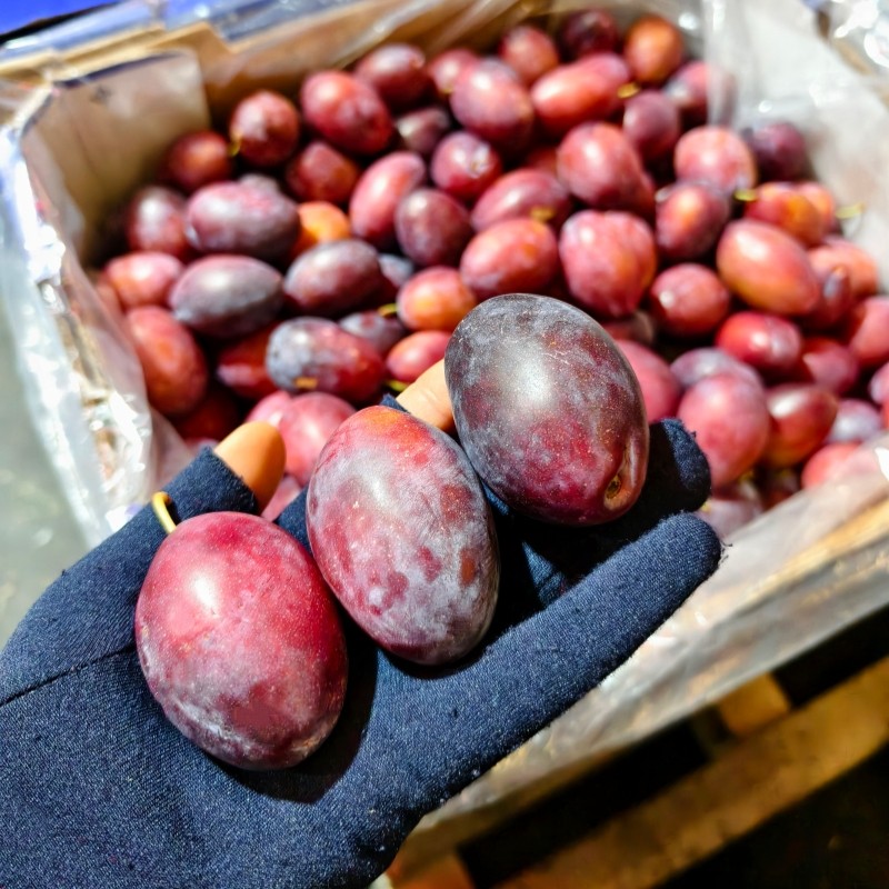 澳洲西梅5斤澳大利亚进口大西梅当季新鲜水果李子纯甜多汁包邮,水产肉类/新鲜蔬果/熟食,西梅,淘宝优惠券,粉丝福利购,淘宝优惠卷