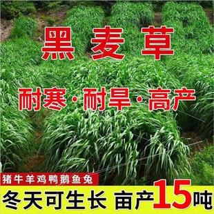 黑麦草种籽子种四季 草耐寒多年生种子畜牧养殖牧草种喂鸡牛羊鱼草