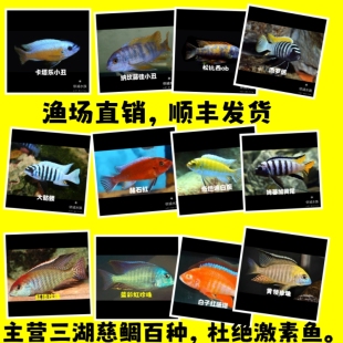 三湖慈鲷岩栖,卷贝,布隆迪,斑马贝,黄帆天堂鸟,黄金叮当