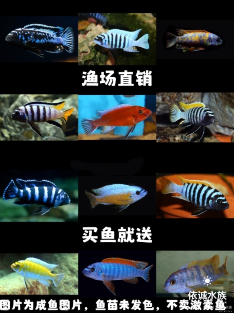三湖慈鲷马鲷精品岩栖类活体热带淡水观赏鱼