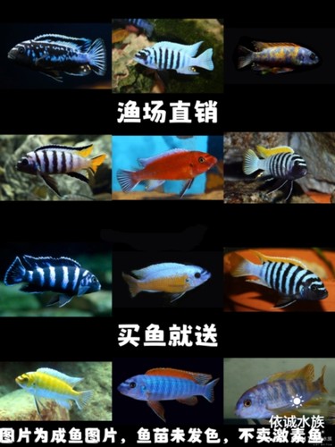 三湖慈鲷马鲷精品岩栖类活体热带淡水观赏鱼