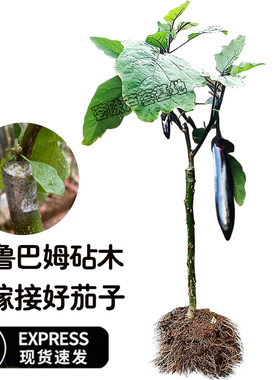 托鲁巴姆老桩嫁接茄子苗
