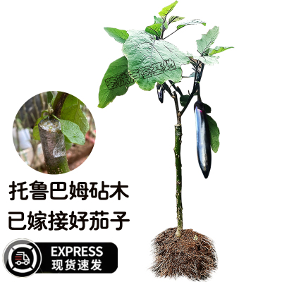 托鲁巴姆老桩嫁接茄子苗
