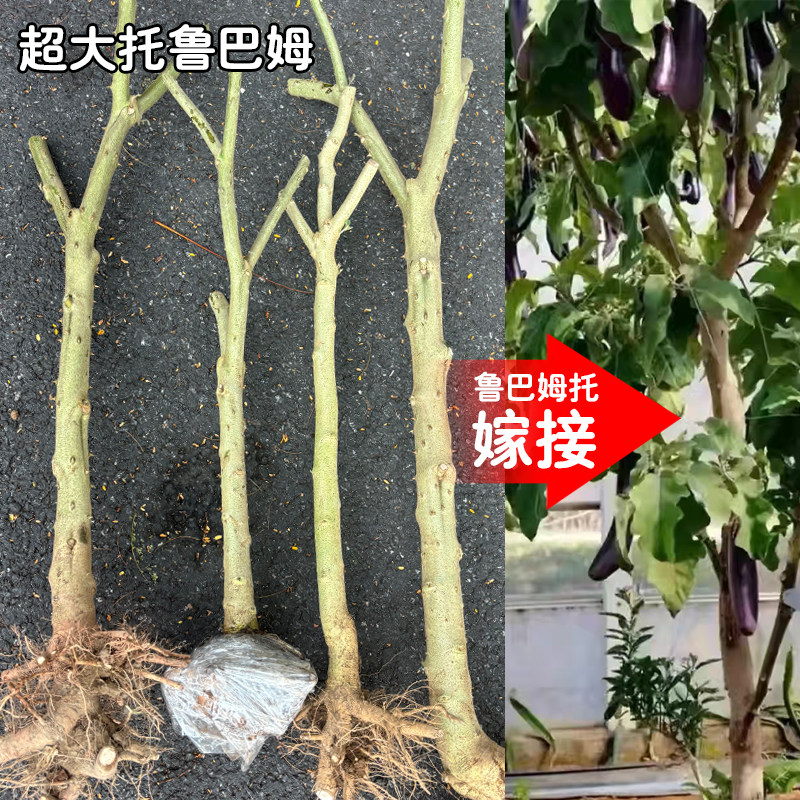 超大托鲁巴姆老桩砧木可嫁接茄子辣椒番茄抗病多年生蔬果