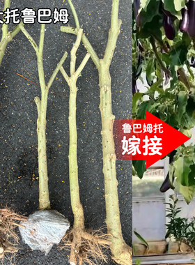 超大托鲁巴姆老桩砧木抗病多年生