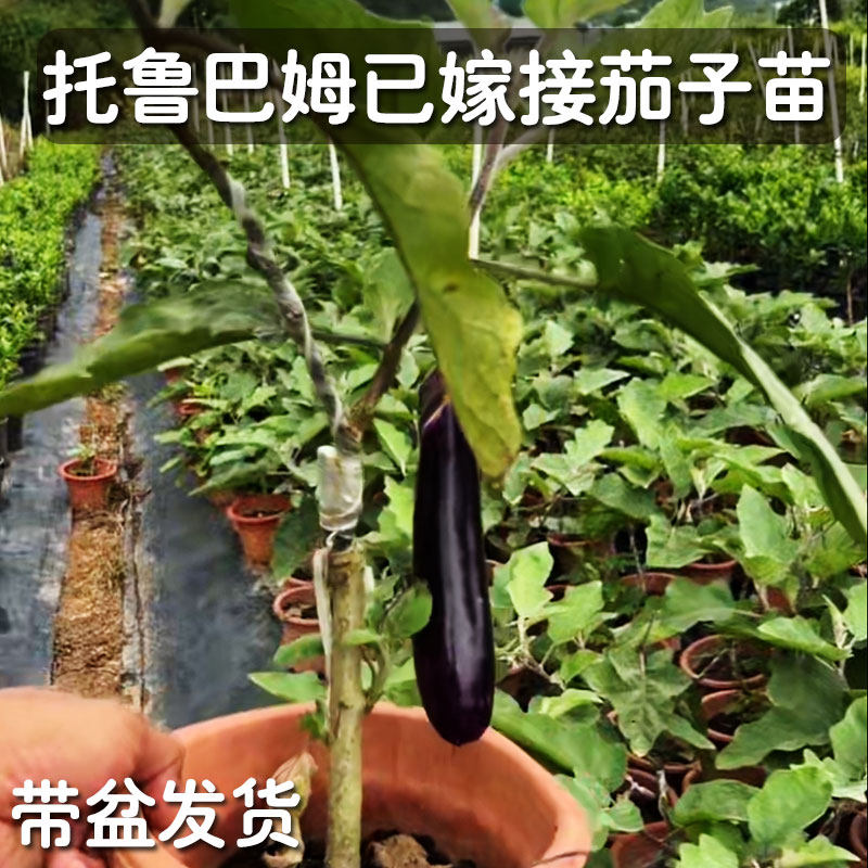 山野托鲁巴姆水茄子砧木已经嫁接茄子四季观赏蔬菜庭院盆栽带盆发