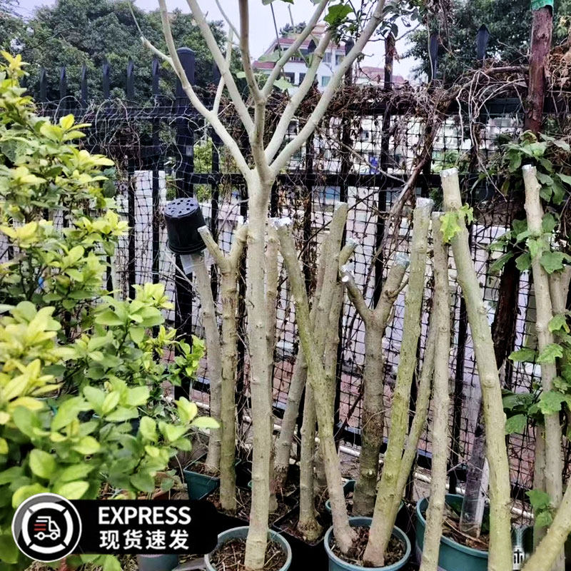 托鲁巴姆野茄子水茄砧木苗带土球发货可用于茄子番茄辣椒嫁接用