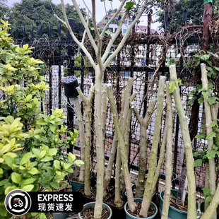 托鲁巴姆野茄子水茄砧木苗带土球发货可用于茄子番茄辣椒嫁接用