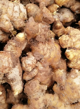 老黄姜四川特产农家新鲜佐料蒸鱼
