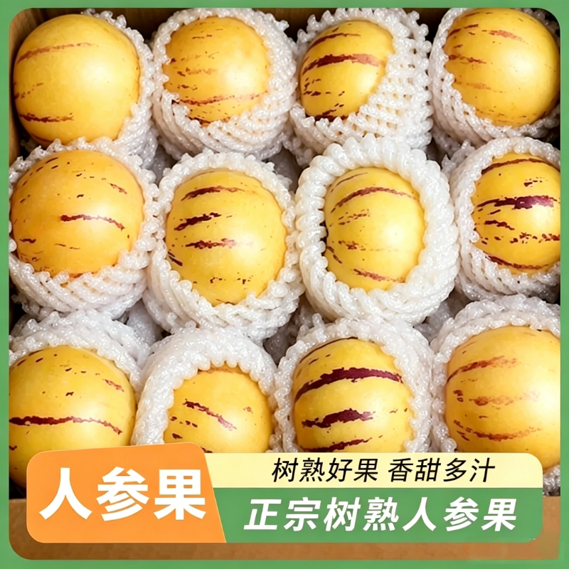 宁可为正宗石林人参果树上熟图片
