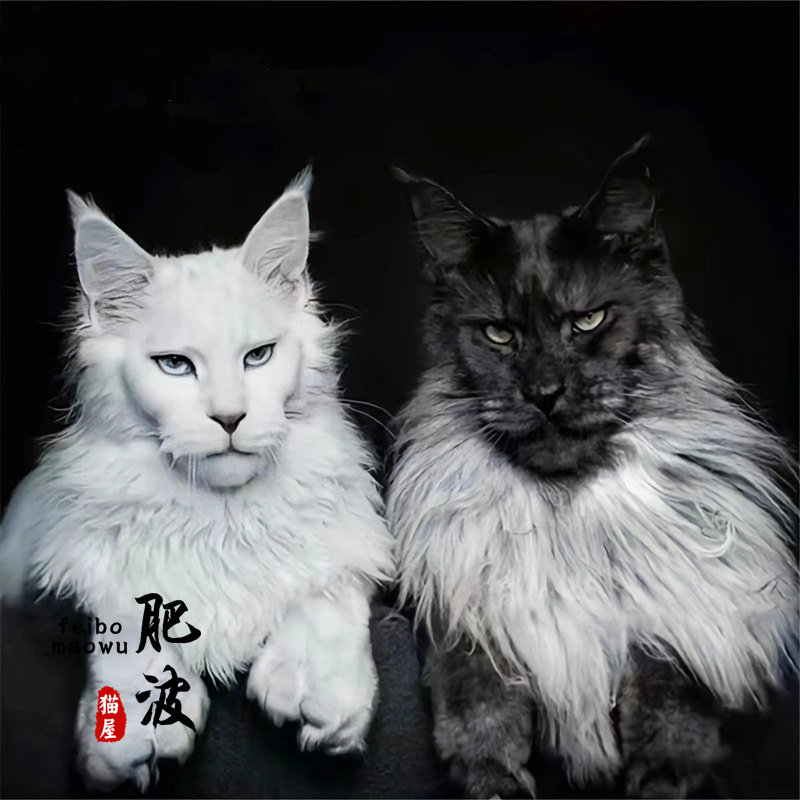 大型缅因猫幼猫银虎斑纯种长毛巨型活体幼崽库恩猫烟灰血统赛级猫