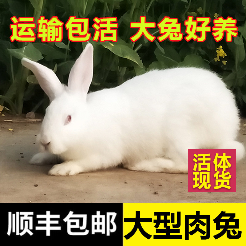 成年种兔大体活兔子包活到家