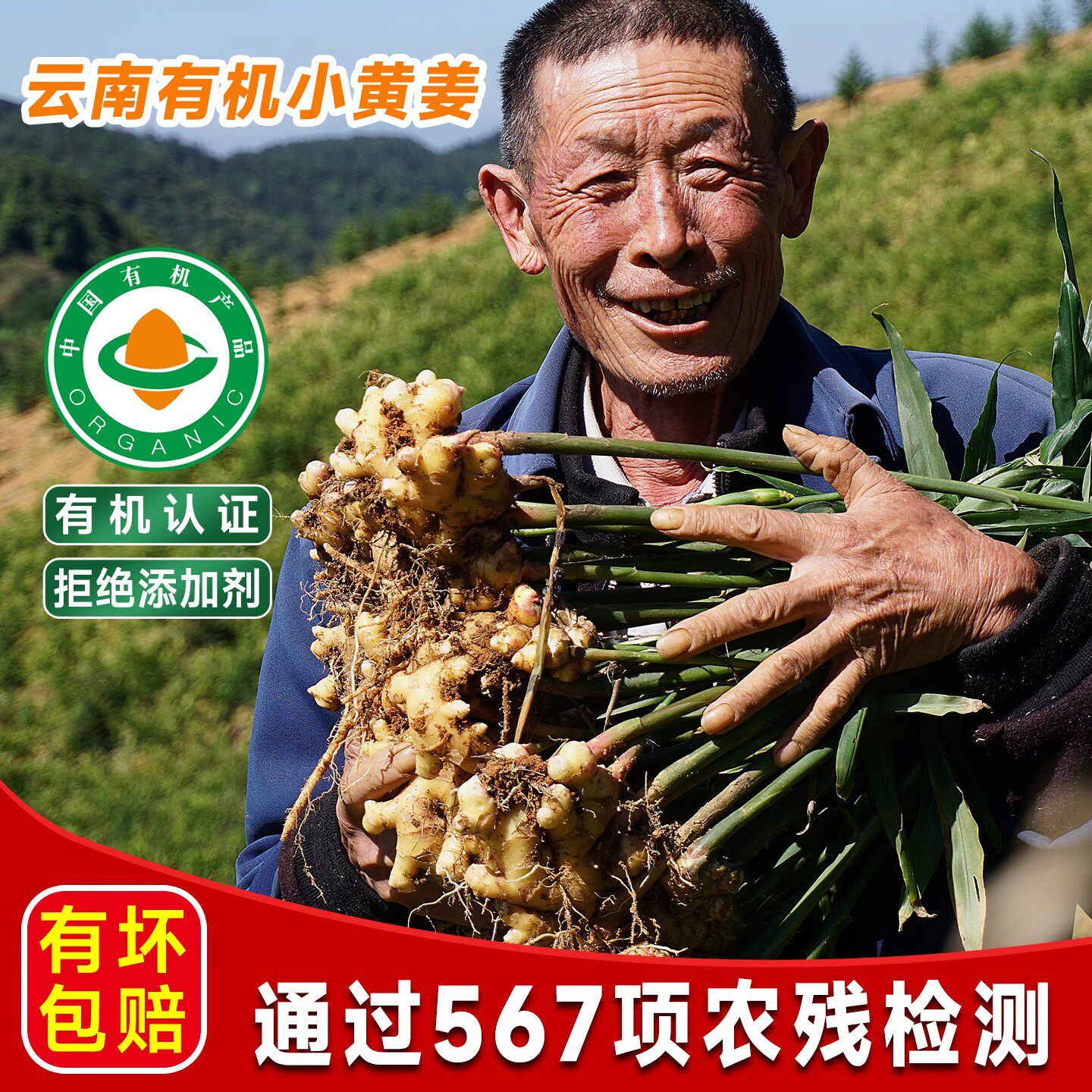 云南有机小黄姜新姜带泥成熟姜