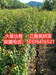 枫香苗枫树苗枫香杯苗小叶红芽三角枫树苗庭院绿化工程苗造林苗