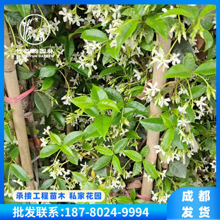 风车茉莉盆栽苗庭院阳台四季好养浓香型花卉攀援爬藤植物垂丝茉莉