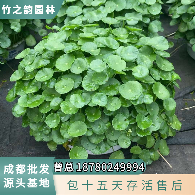 带叶铜钱草水培盆栽植物室内小绿植花卉水养金钱草籽水生四季好养