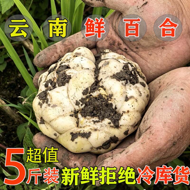 2026云南百合火山灰新鲜5斤农家种植现挖食用清甜大百合煲汤粉糯