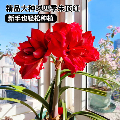 朱顶红四季花卉植物进口重瓣种球