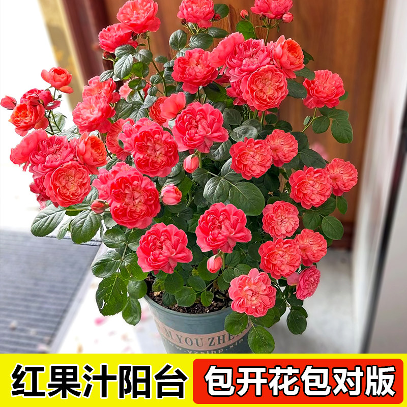 红果汁阳台月季花苗庭院盆栽带花苞大花浓香玫瑰多头四季开花阳台