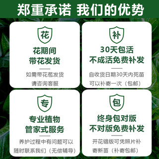 南瓜灯笼月季花苗盆栽带花苞大花浓香玫瑰多头四季开花阳台