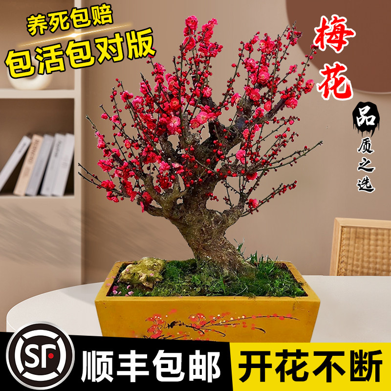 原生梅花盆栽树苗老桩带花苞耐寒耐热室内庭院浓香型四季花卉植物高性价比高么？