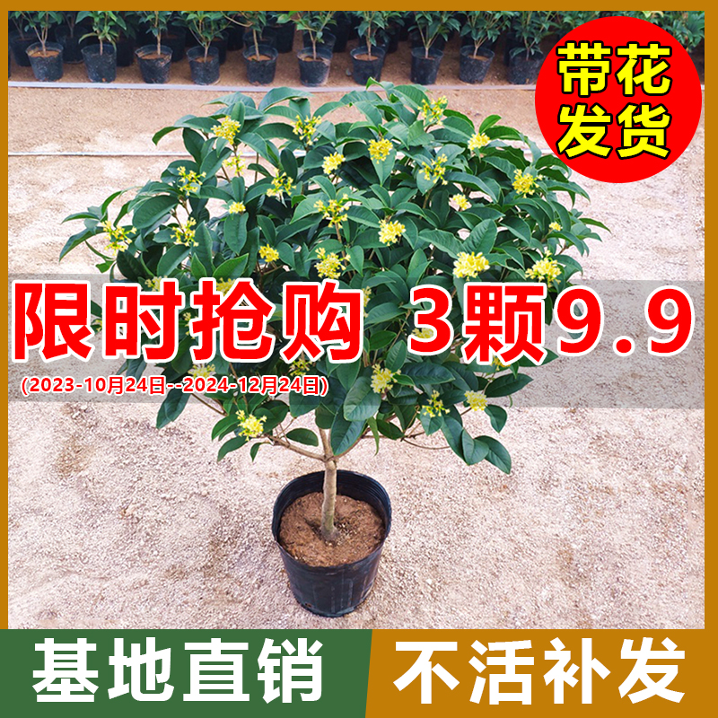 桂花盆栽四季桂花卉室内客厅绿植金桂树苗大树浓香型开花不断植物