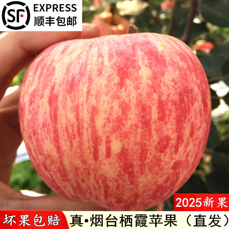 2025现摘正宗烟台栖霞红富士苹果