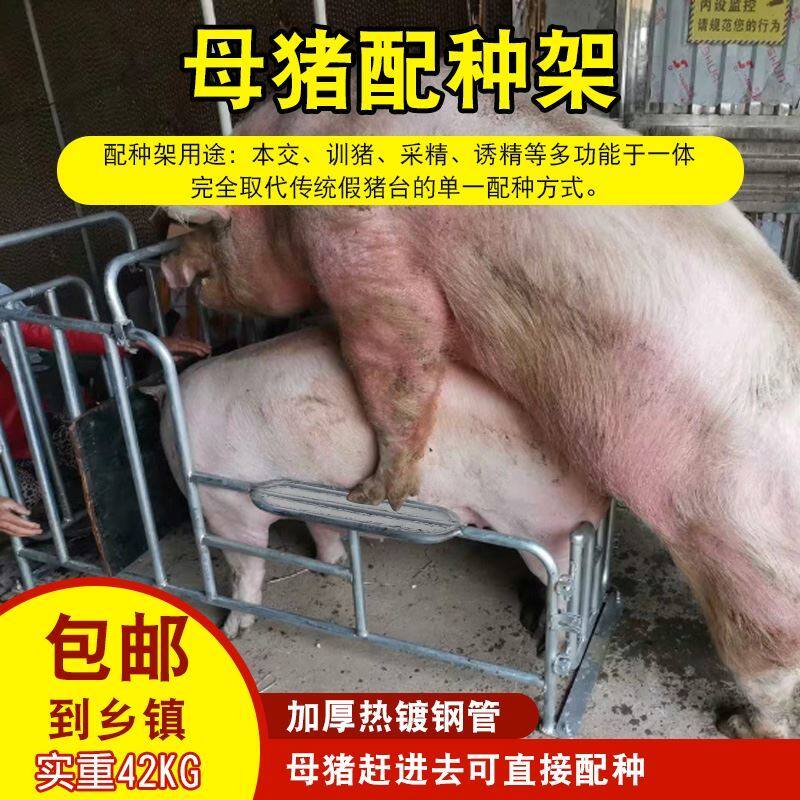 母猪配种架热镀锌母猪大公猪采精架子种猪矮脚配种神器养殖设备
