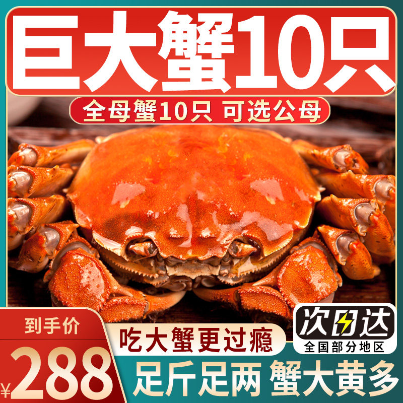 【活蟹】共10只鲜活特大现货超大大闸蟹正宗爆黄螃蟹清水全母公蟹怎么样,好用不?