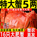 16只鲜活螃蟹大闸蟹现货全母特大蟹红膏湖蟹送礼含绳河蟹 活蟹